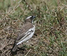 White-browed Sparrow-Weaver