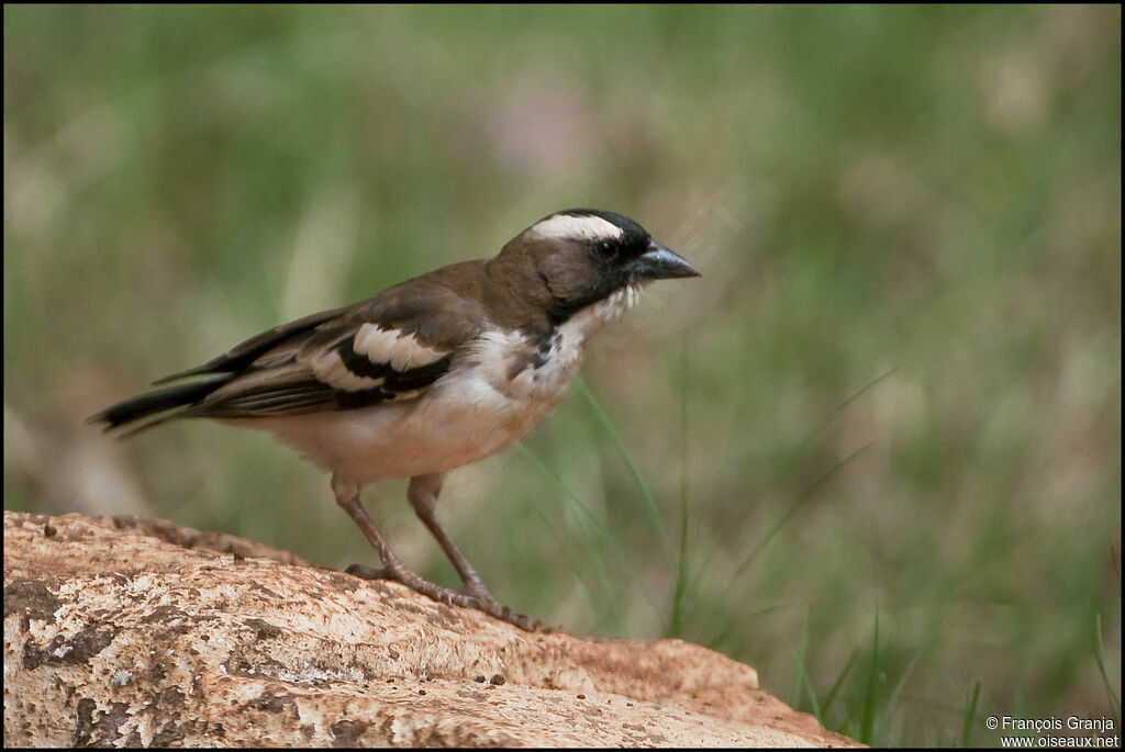 White-browed Sparrow-Weaver