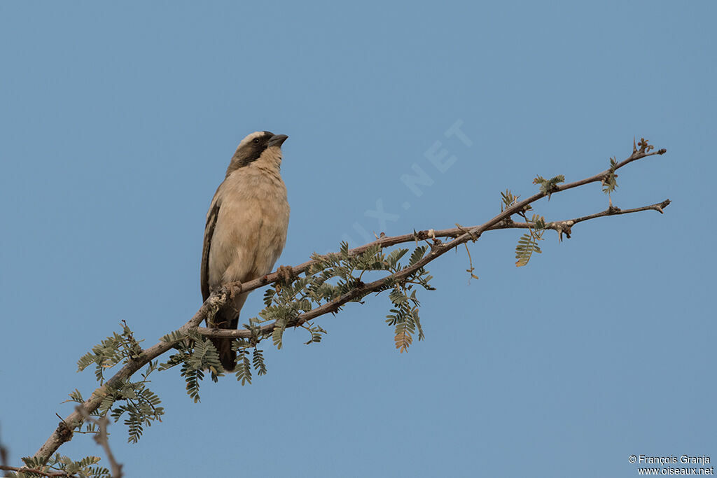 White-browed Sparrow-Weaver