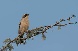 White-browed Sparrow-Weaver