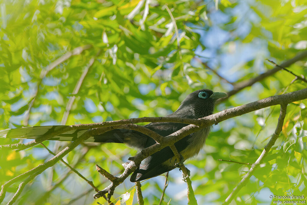 Blue-faced Malkoha