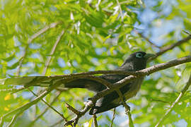 Blue-faced Malkoha