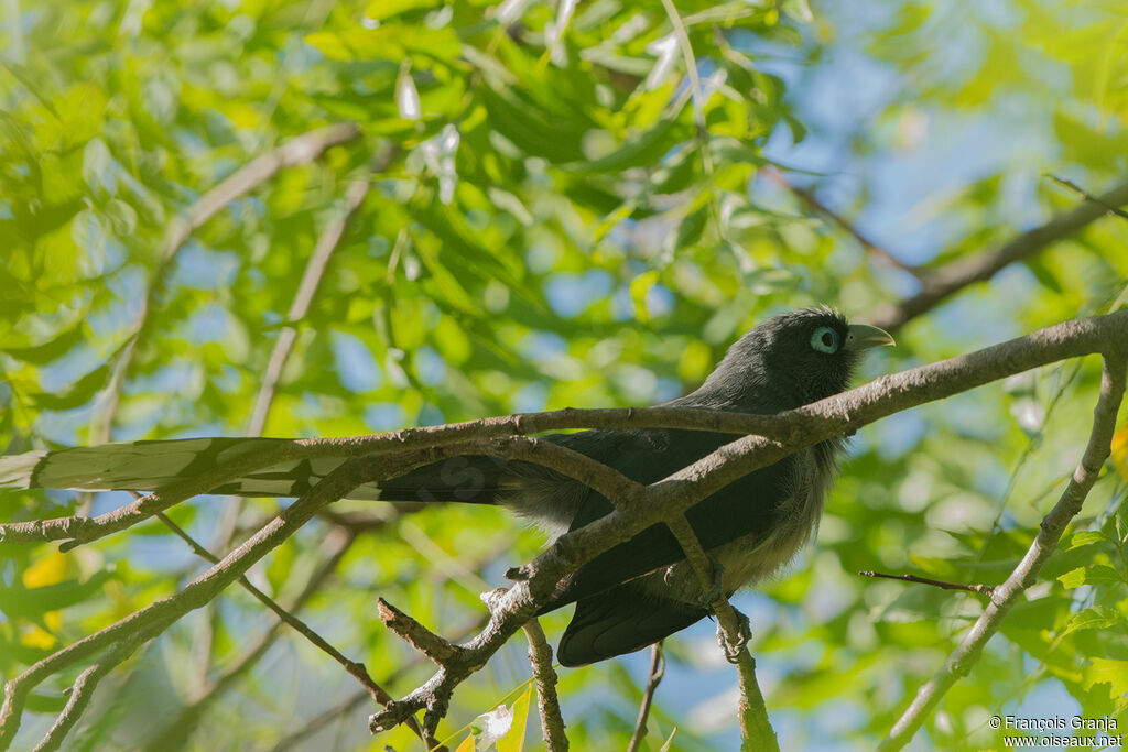 Blue-faced Malkoha