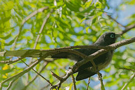 Blue-faced Malkoha