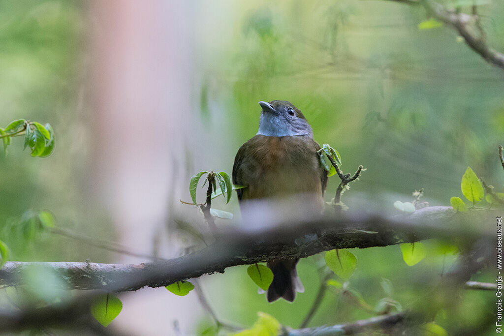 Orange-crested Manakin