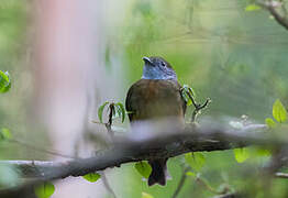 Orange-crested Manakin