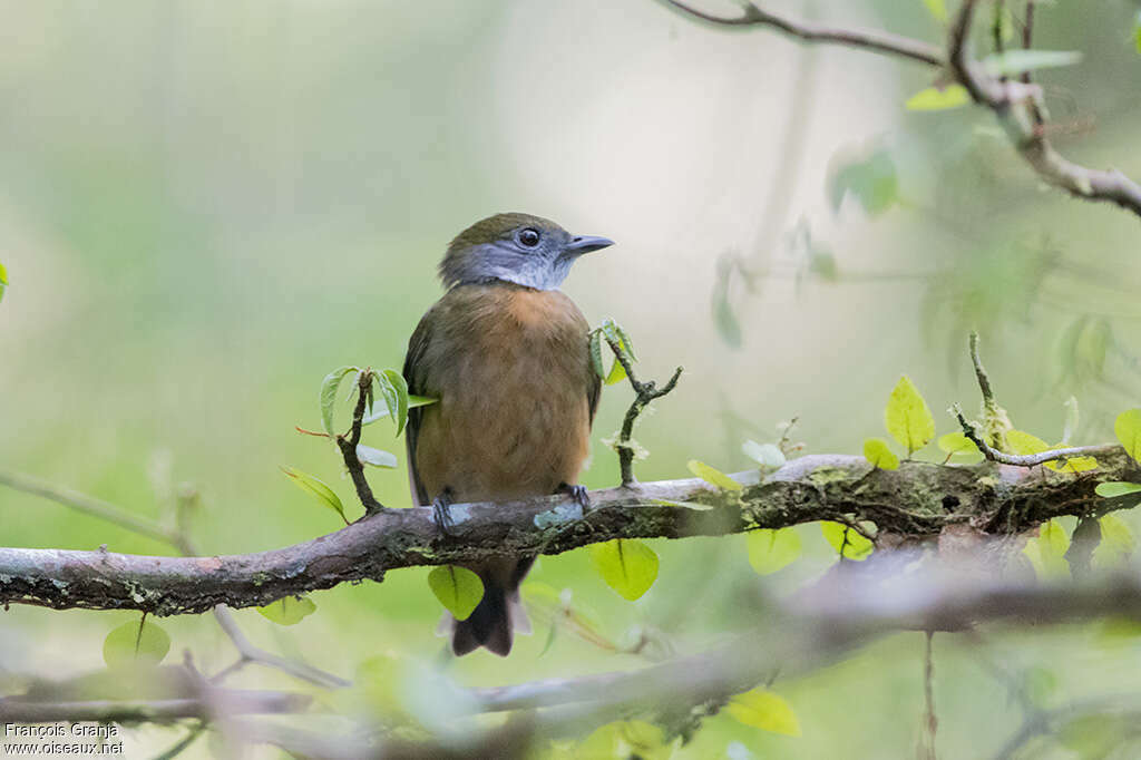 Orange-crested Manakin