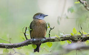 Orange-crested Manakin