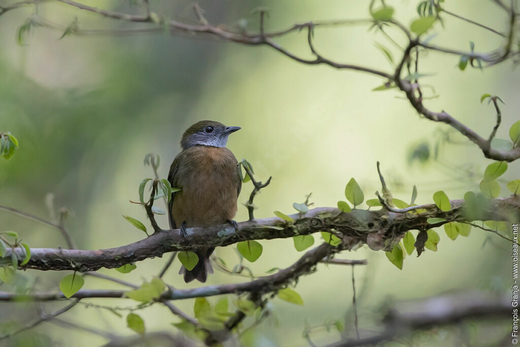 Orange-crested Manakin