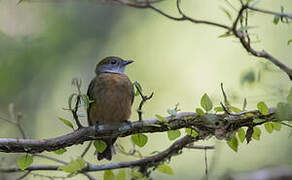 Orange-crested Manakin