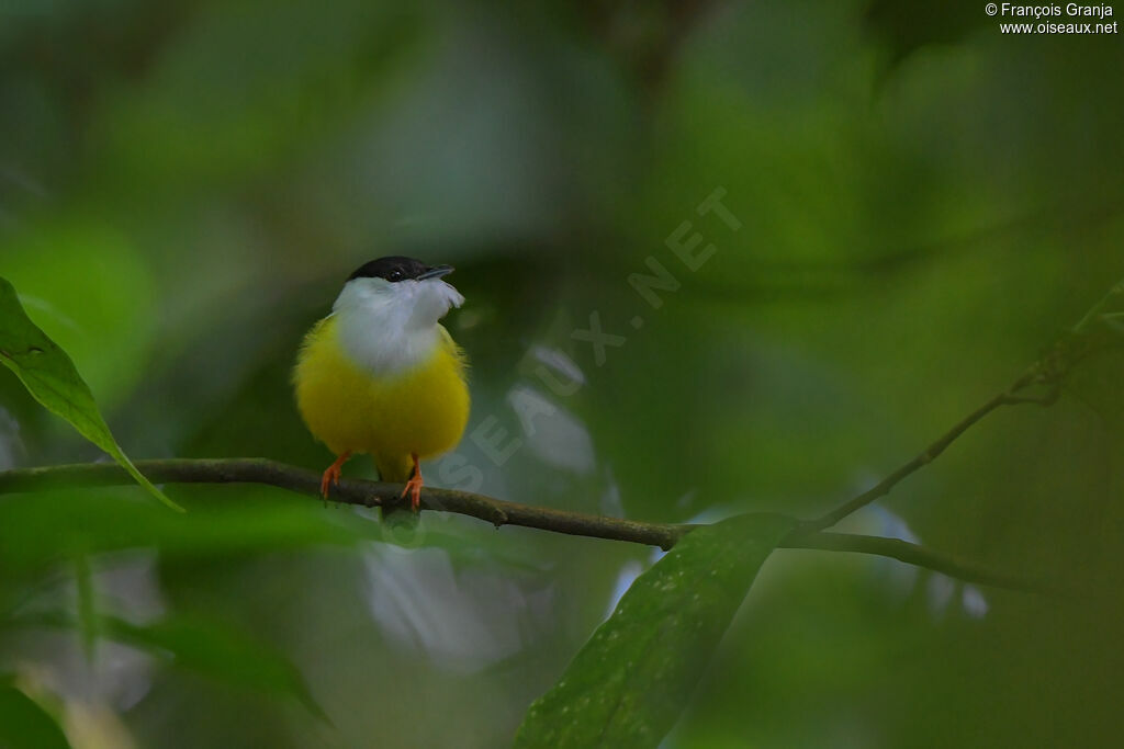 Manakin à col blanc