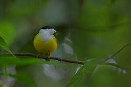 White-collared Manakin