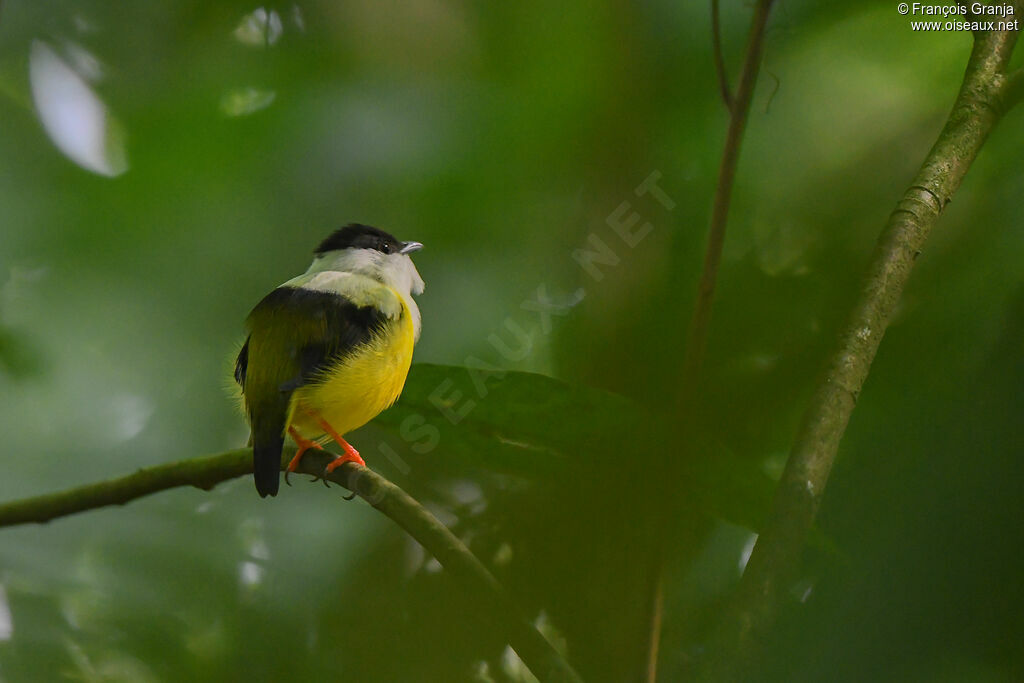 White-collared Manakin