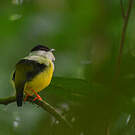 Manakin à col blanc