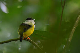 White-collared Manakin