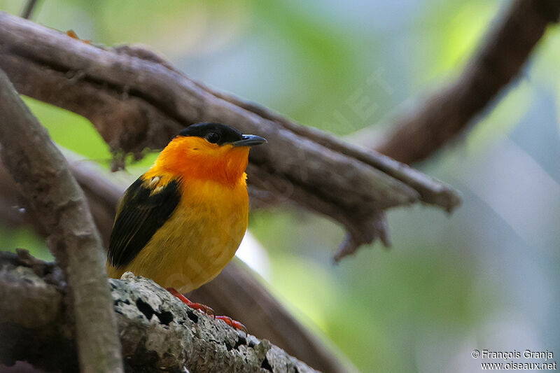 Manakin à col orangeadulte