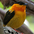 Manakin à col orange