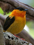 Orange-collared Manakin