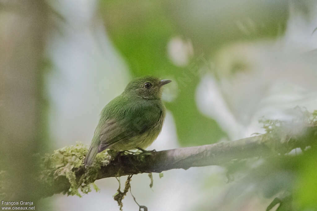 Manakin à tête bleue femelle adulte, identification