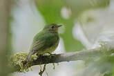 Manakin à tête bleue