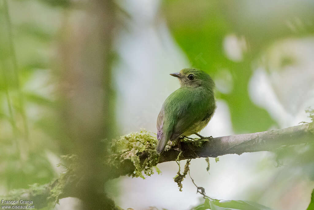 Blue-capped Manakin female adult, habitat, pigmentation