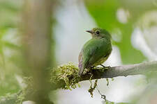 Manakin à tête bleue