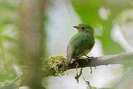 Blue-capped Manakin