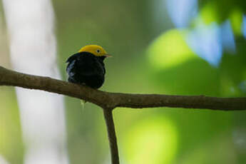 Manakin à tête d'or