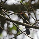 Manakin casqué