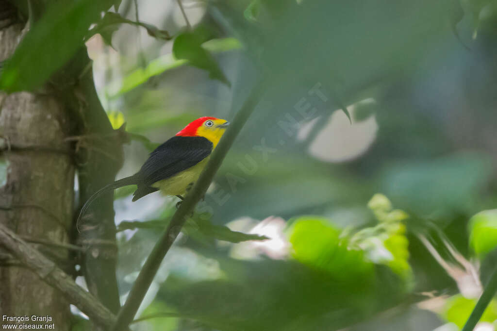 Wire-tailed Manakin male adult, habitat