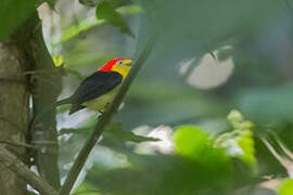 Wire-tailed Manakin