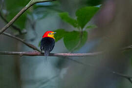 Wire-tailed Manakin