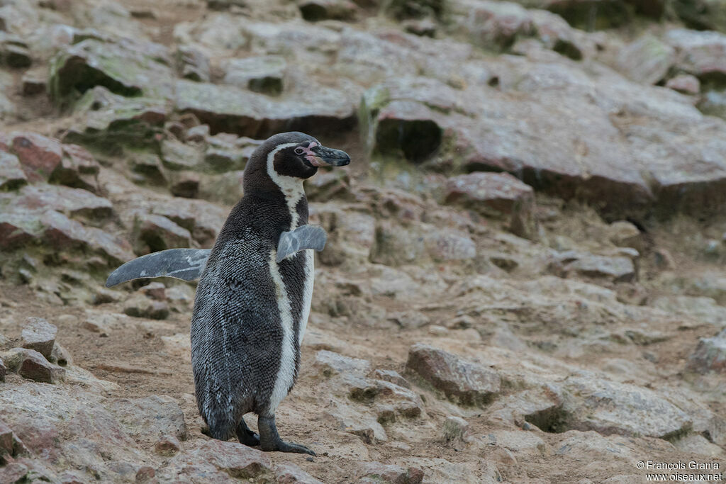 Humboldt Penguin