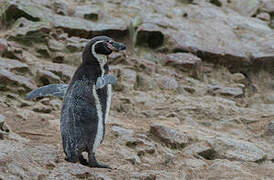 Humboldt Penguin