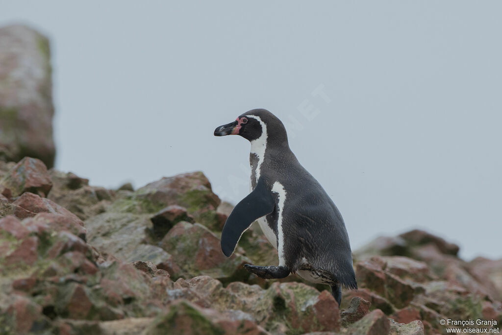 Humboldt Penguin