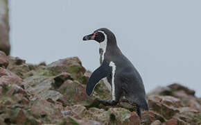 Humboldt Penguin