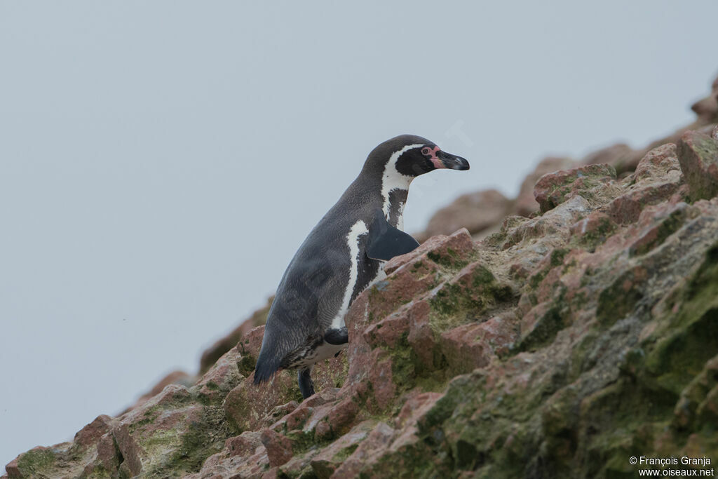 Humboldt Penguin