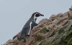 Humboldt Penguin