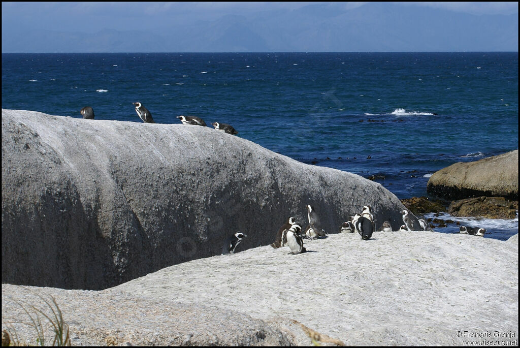 African Penguin