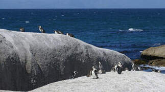 African Penguin