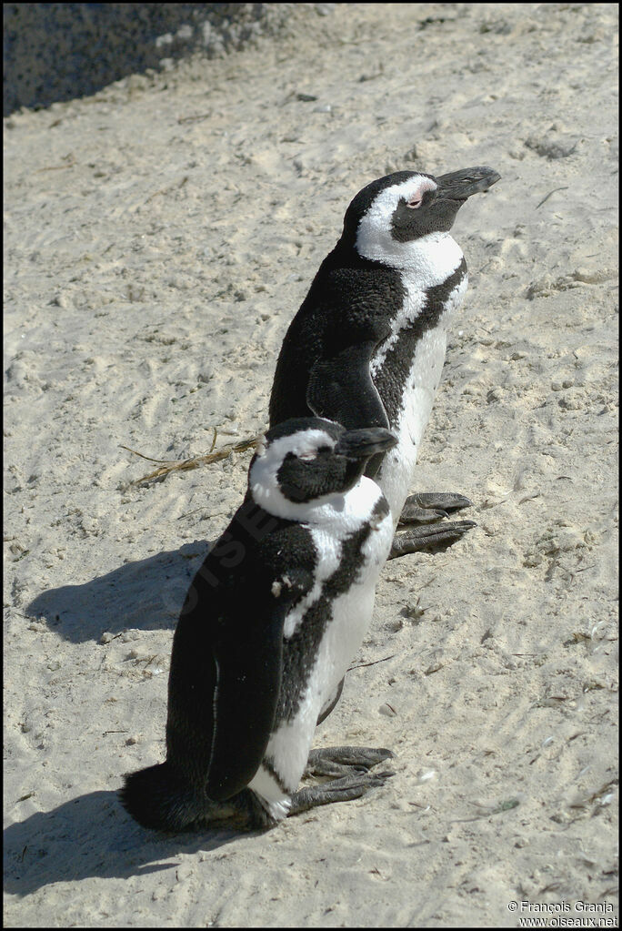 African Penguin