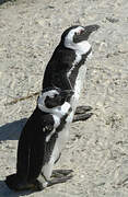 African Penguin