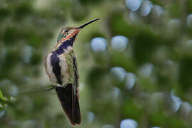 Black-throated Mango