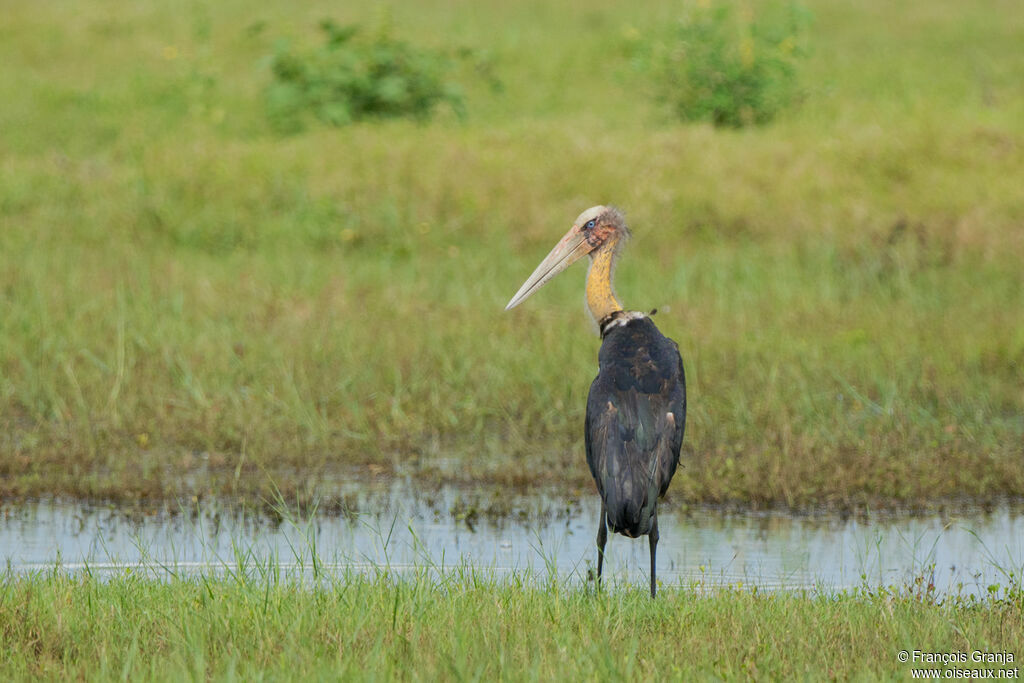 Lesser Adjutant