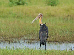 Lesser Adjutant