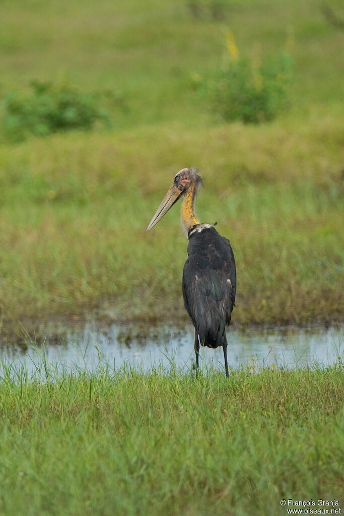 Lesser Adjutant