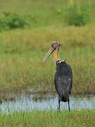 Lesser Adjutant