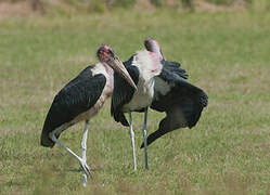 Marabou Stork