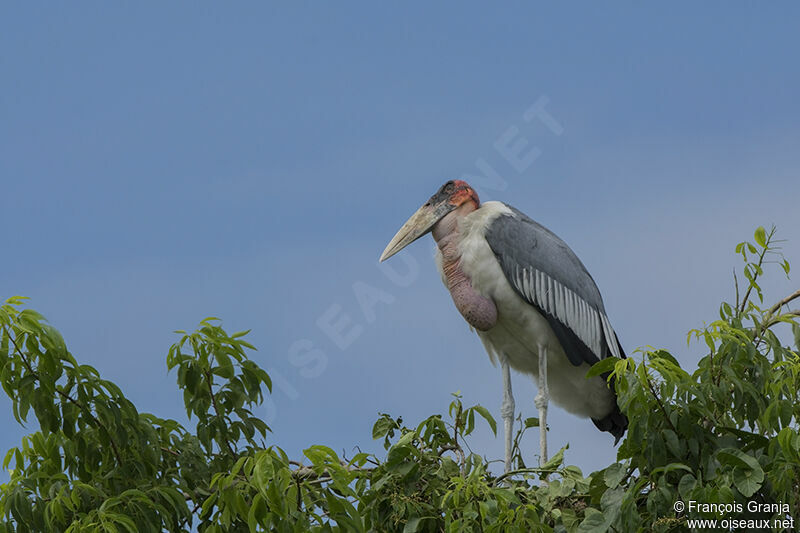 Marabou Storkadult