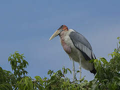 Marabou Stork